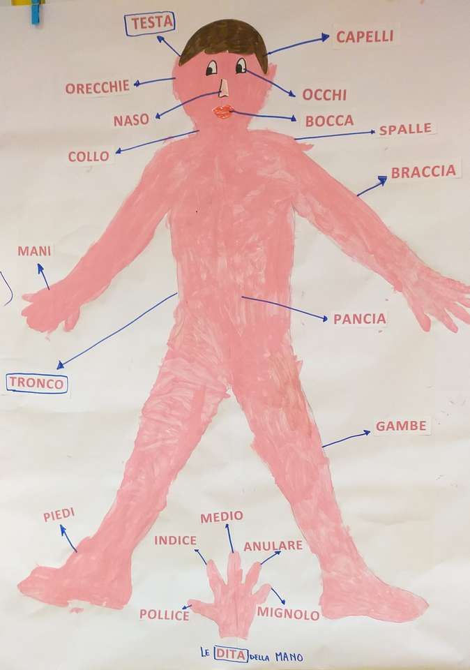 Схемата на тялото пъзел