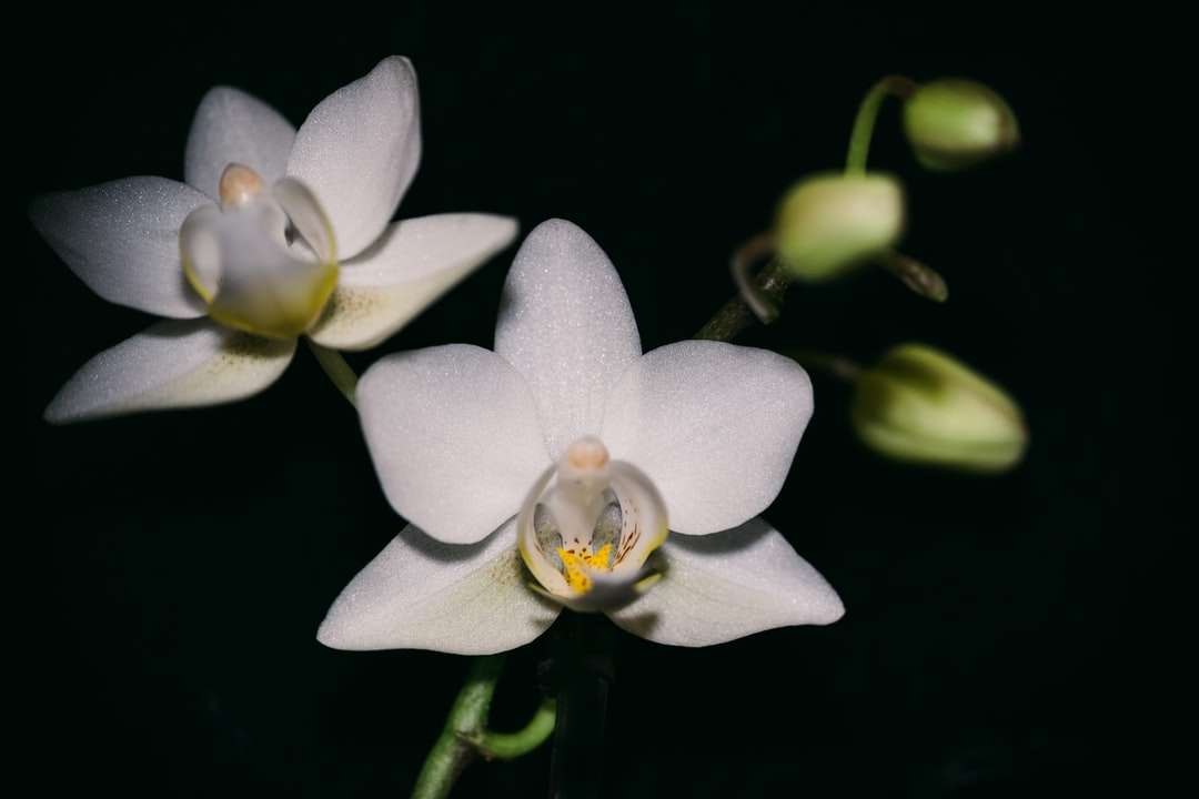 biały i żółty kwiat w fotografii z bliska puzzle online