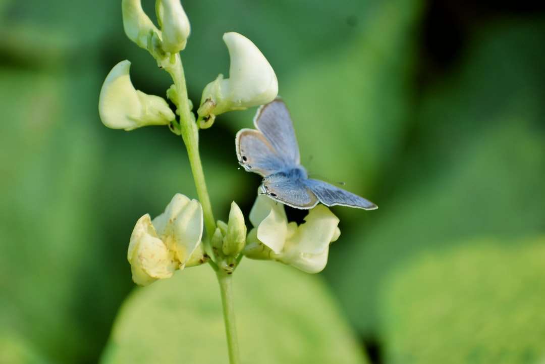 niebieski i biały motyl siedzący na żółtym kwiecie puzzle online
