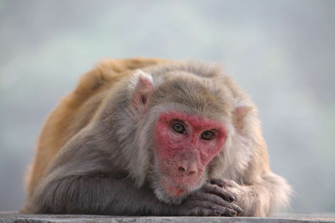 brązowa małpa w fotografii z bliska puzzle online