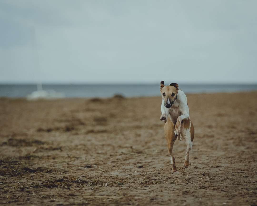 brązowy i biały krótki płaszcz pies biegnący na brązowym polu puzzle online
