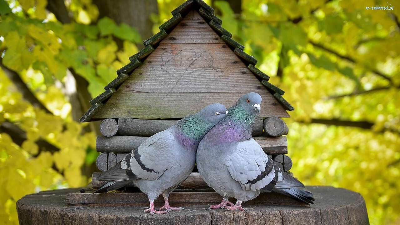 due piccioni puzzle