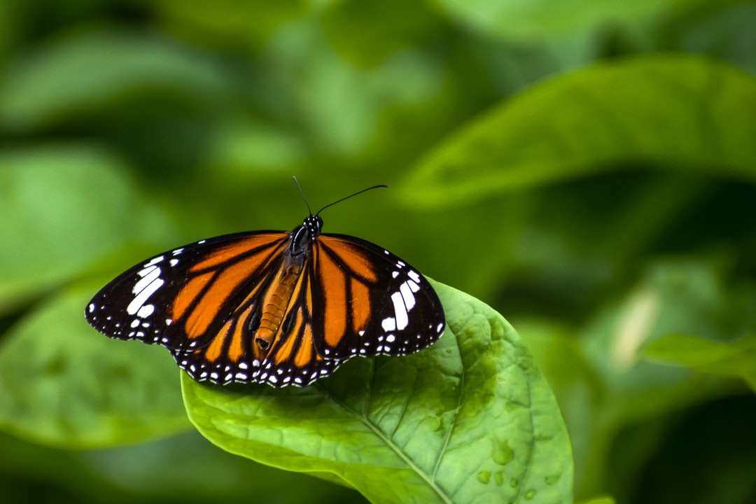 motyl monarcha siedzący na zielonym liściu puzzle online