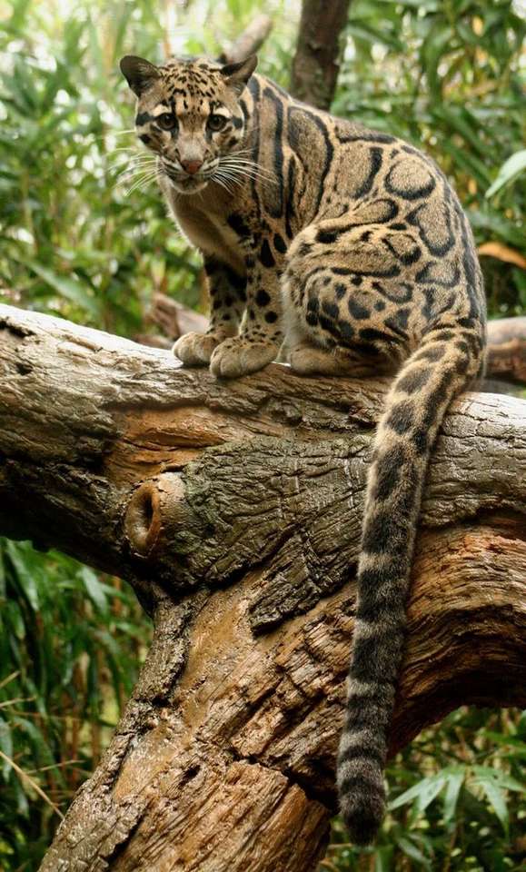 Dziki kot siedzi na drzewie puzzle online