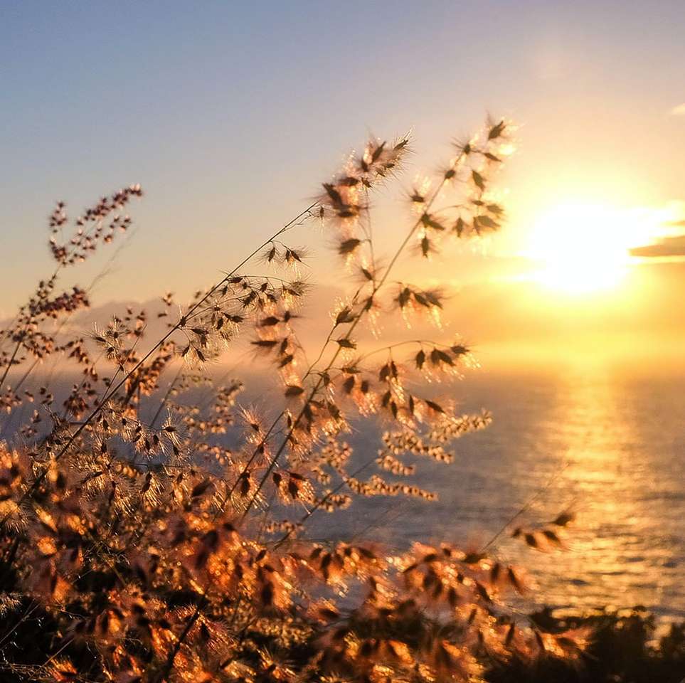 brązowe liście na brzegu podczas zachodu słońca puzzle online