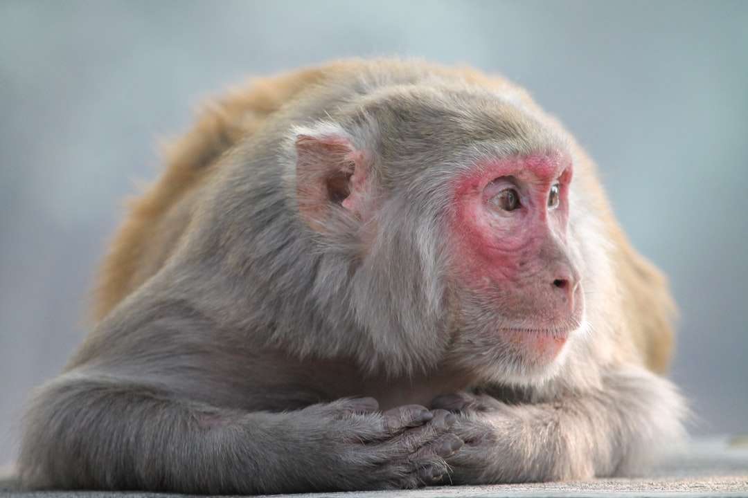 brązowa małpa na brązowej gałęzi drzewa puzzle online