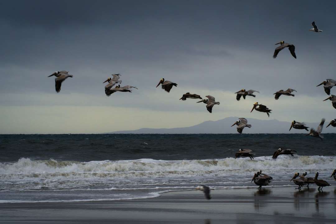 stado ptaków latających nad morzem w ciągu dnia puzzle