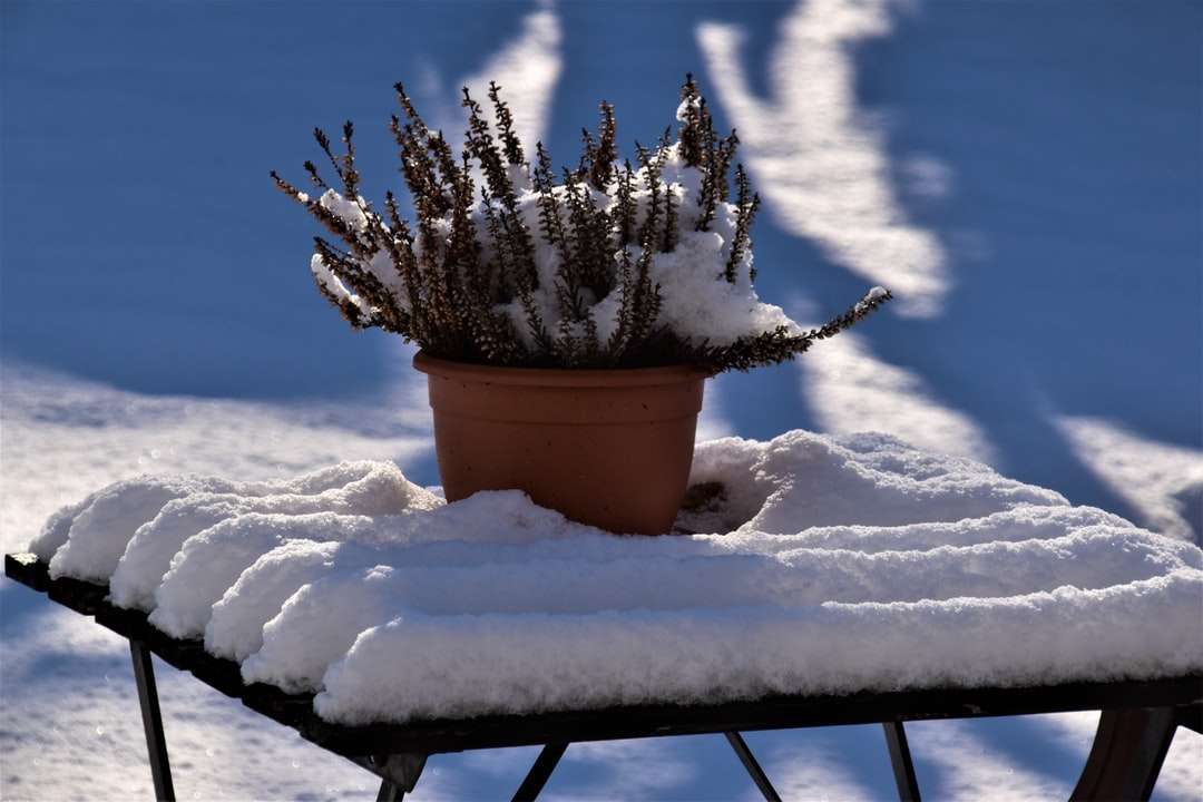 pokryte śniegiem drzewo sosny na brązowy gliniany garnek puzzle online