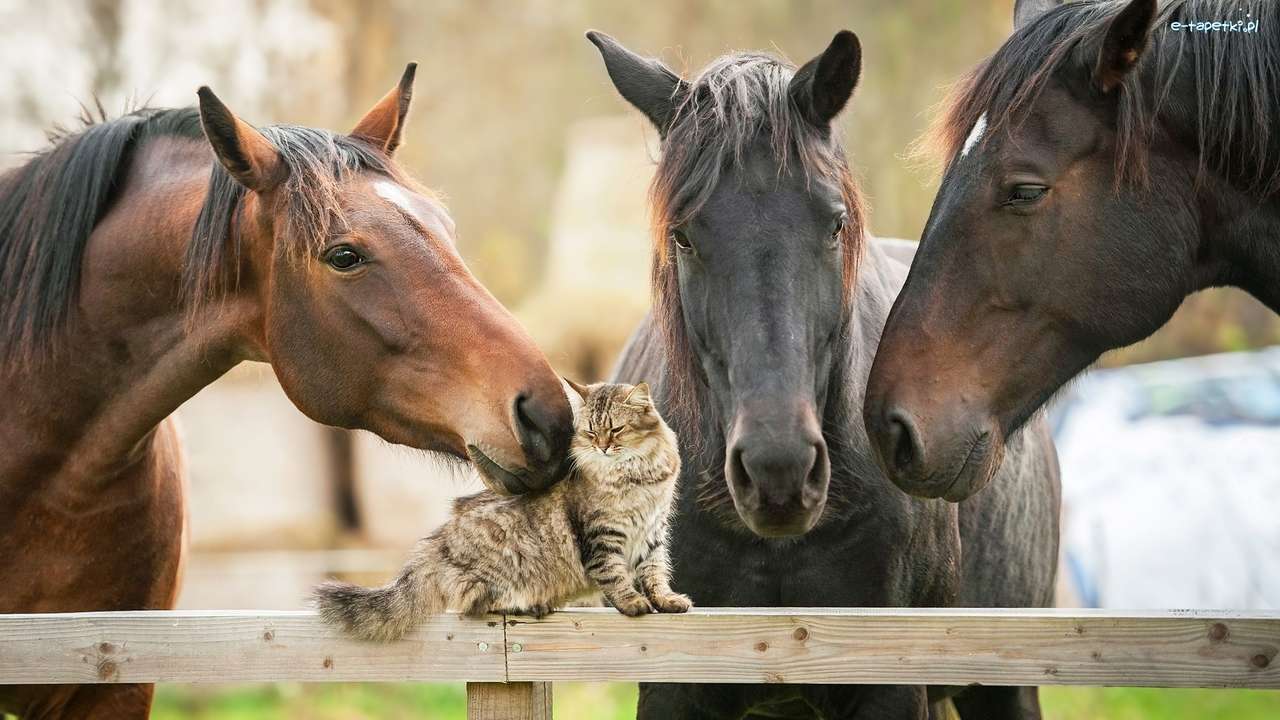 konie z kotkiem puzzle online