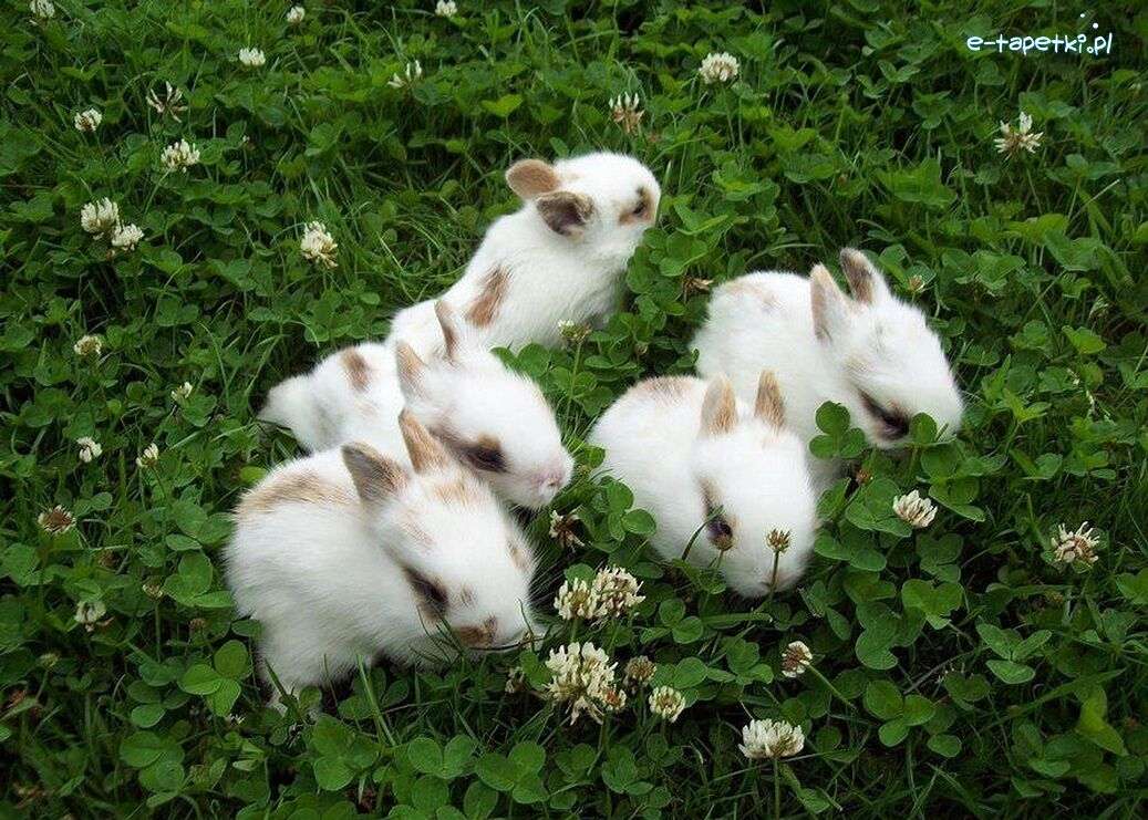 króliki na łące puzzle online