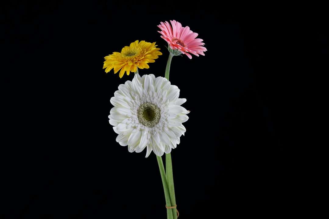biały i różowy kwiat z zielonymi liśćmi puzzle online