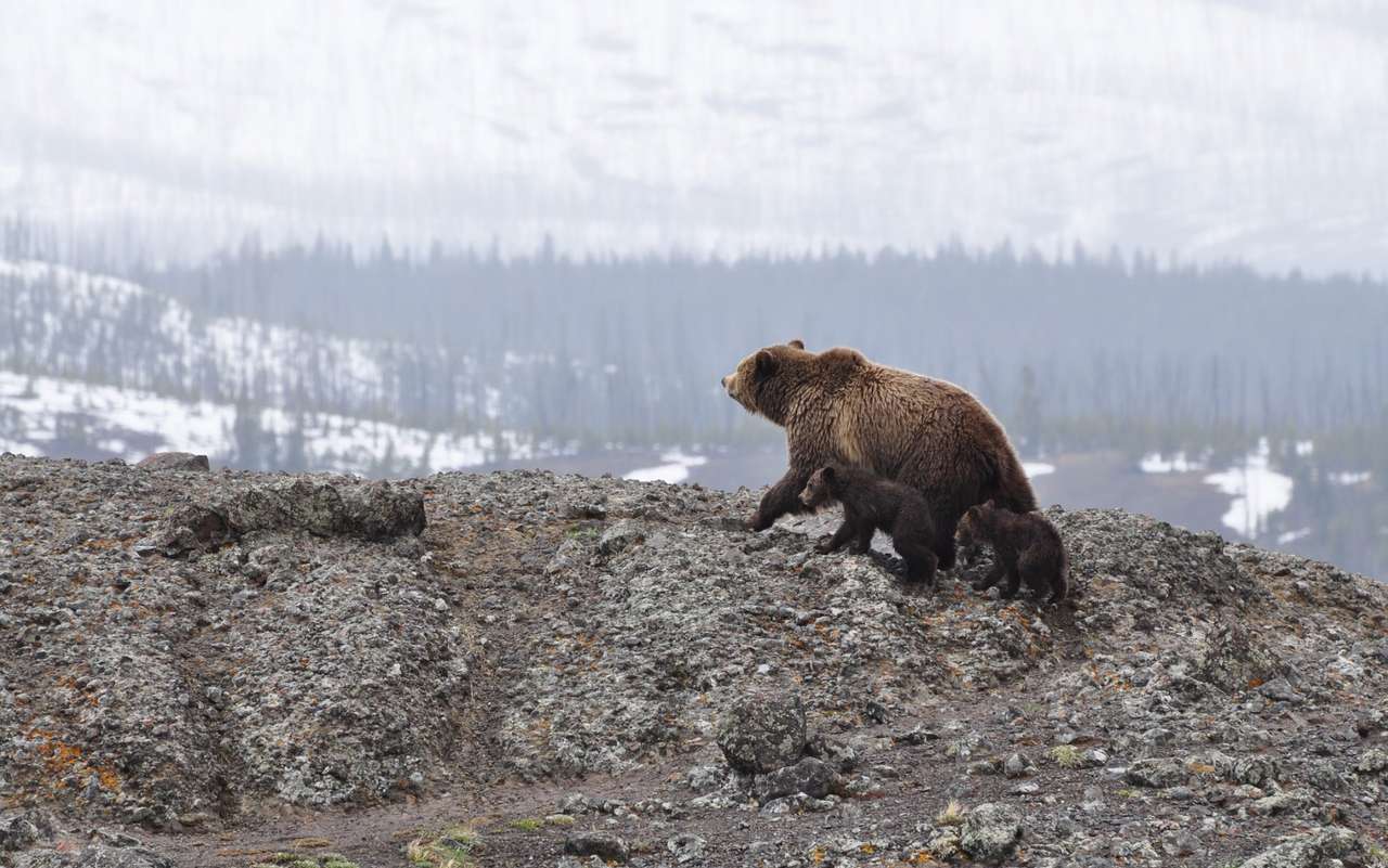 Niedźwiedzie Grizzly puzzle online