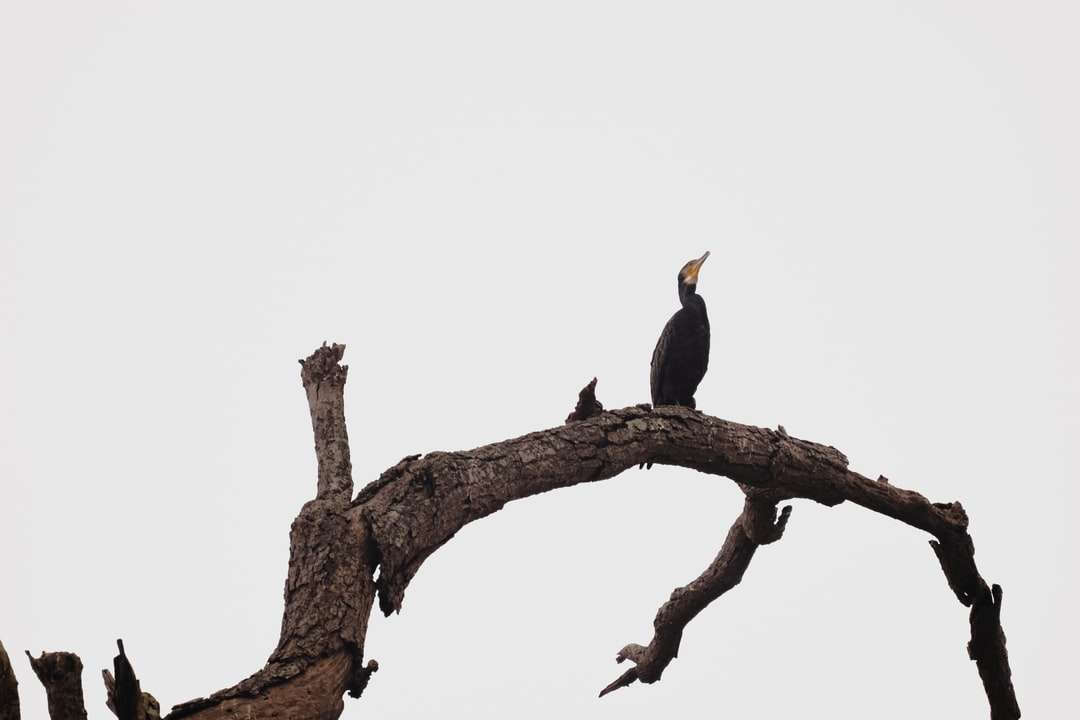 czarny i żółty ptak na gałęzi drzewa brązowy puzzle online