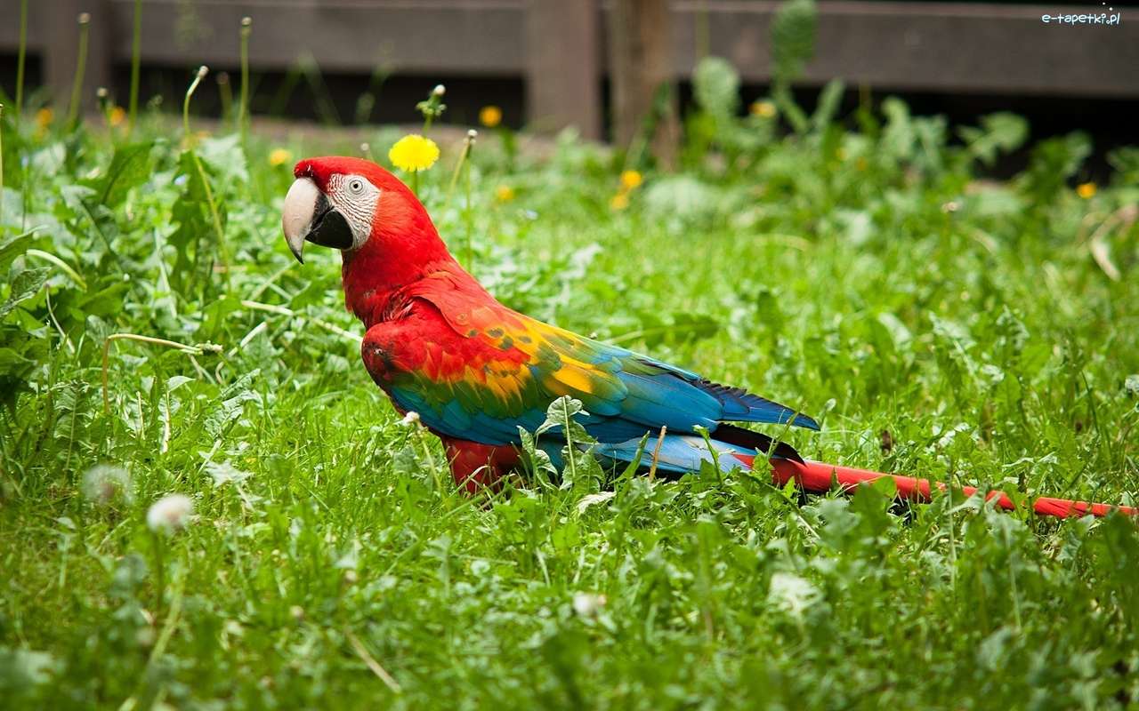 papuga ara na trawie puzzle online