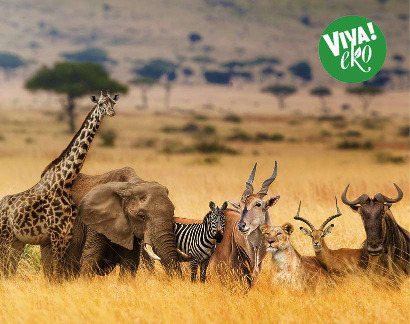 zwierzęta afryki puzzle online