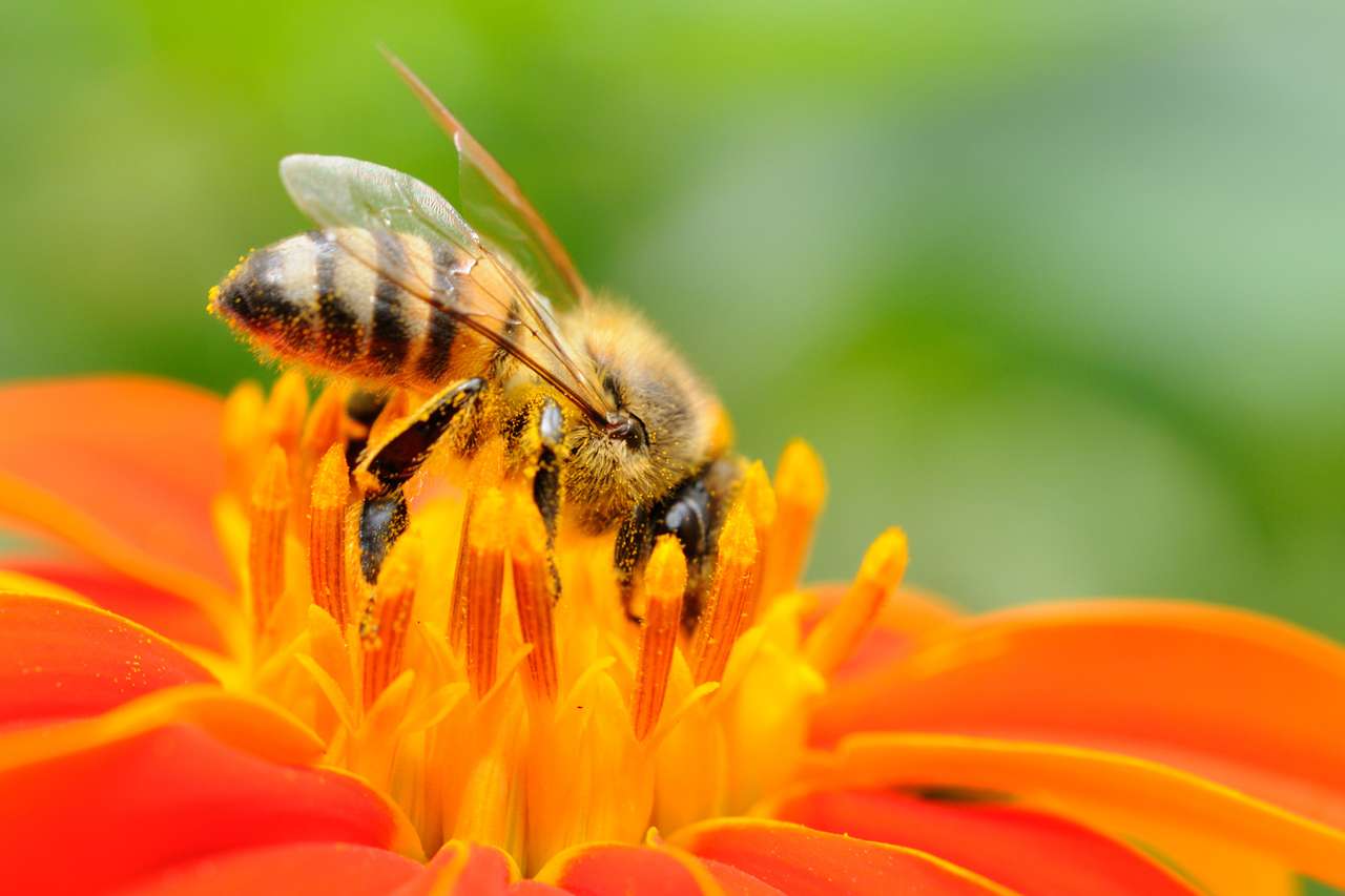 Pszczoła zapylająca puzzle online