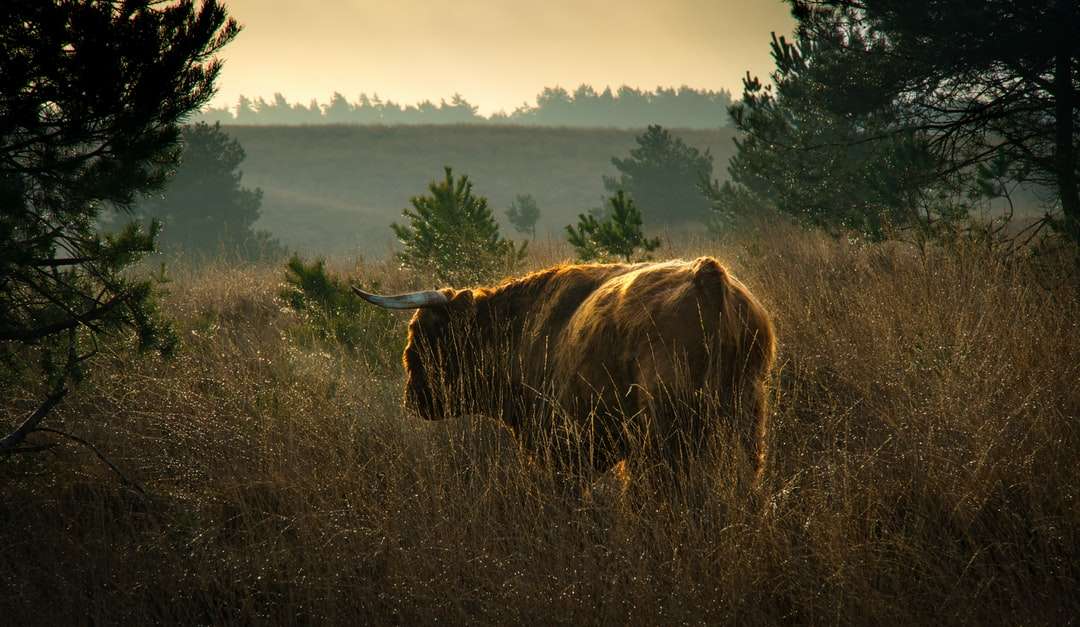 brązowa krowa na brązowym polu trawy w ciągu dnia puzzle online