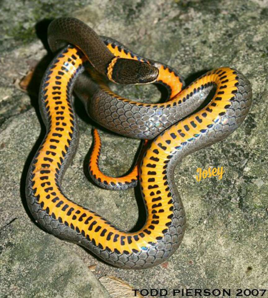 Wąż żółtobrzuchy puzzle online