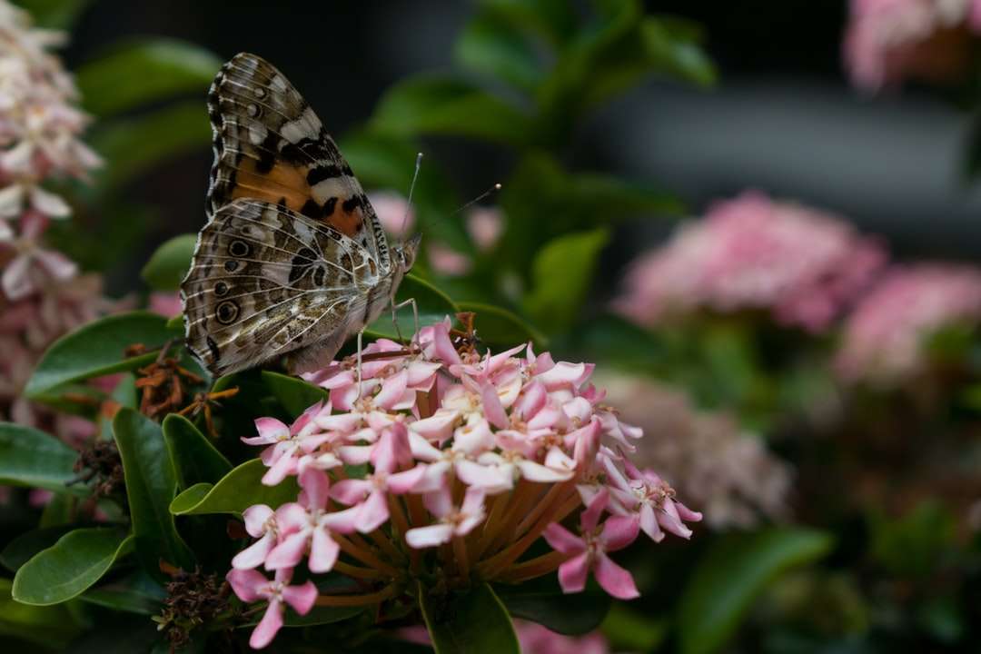 malowana pani motyl siedzący na różowym kwiatku puzzle online