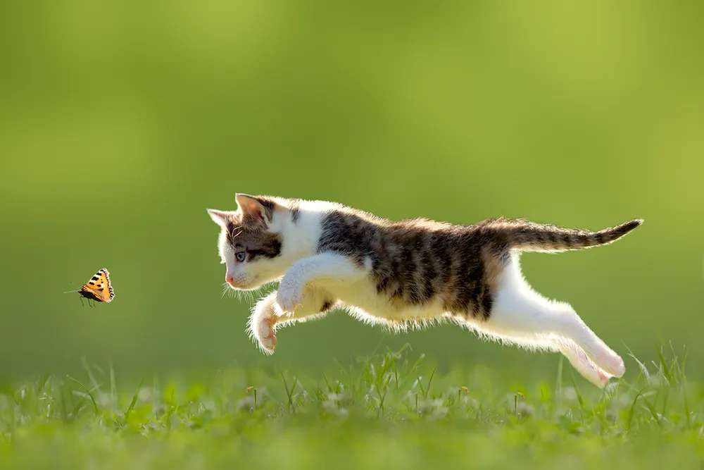 kotek biegnący na motylem puzzle online