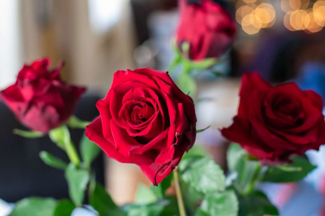 zdjęcie czterech czerwonych róż puzzle