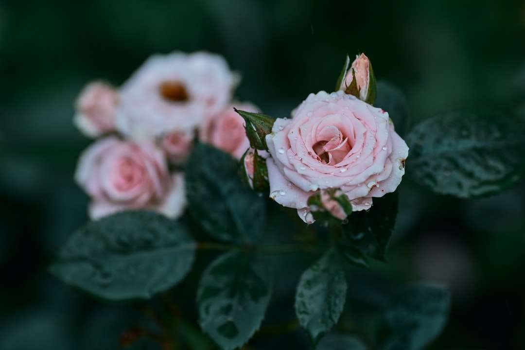 różowe róże z kroplami wody puzzle online