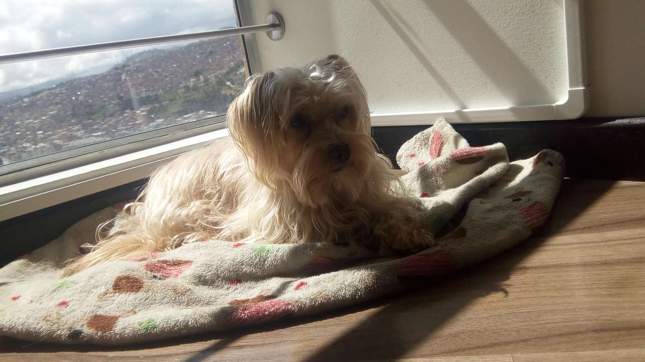Pies Letto opalający się przy oknie? puzzle online