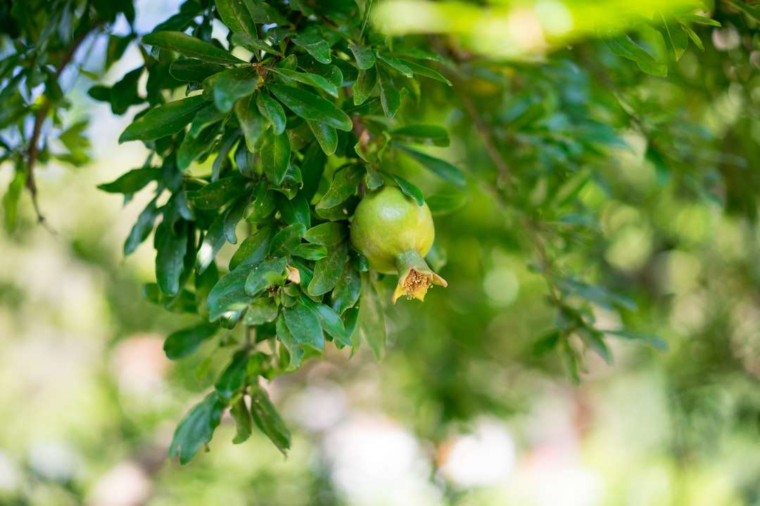 zielone owoce na drzewie w ciągu dnia puzzle online