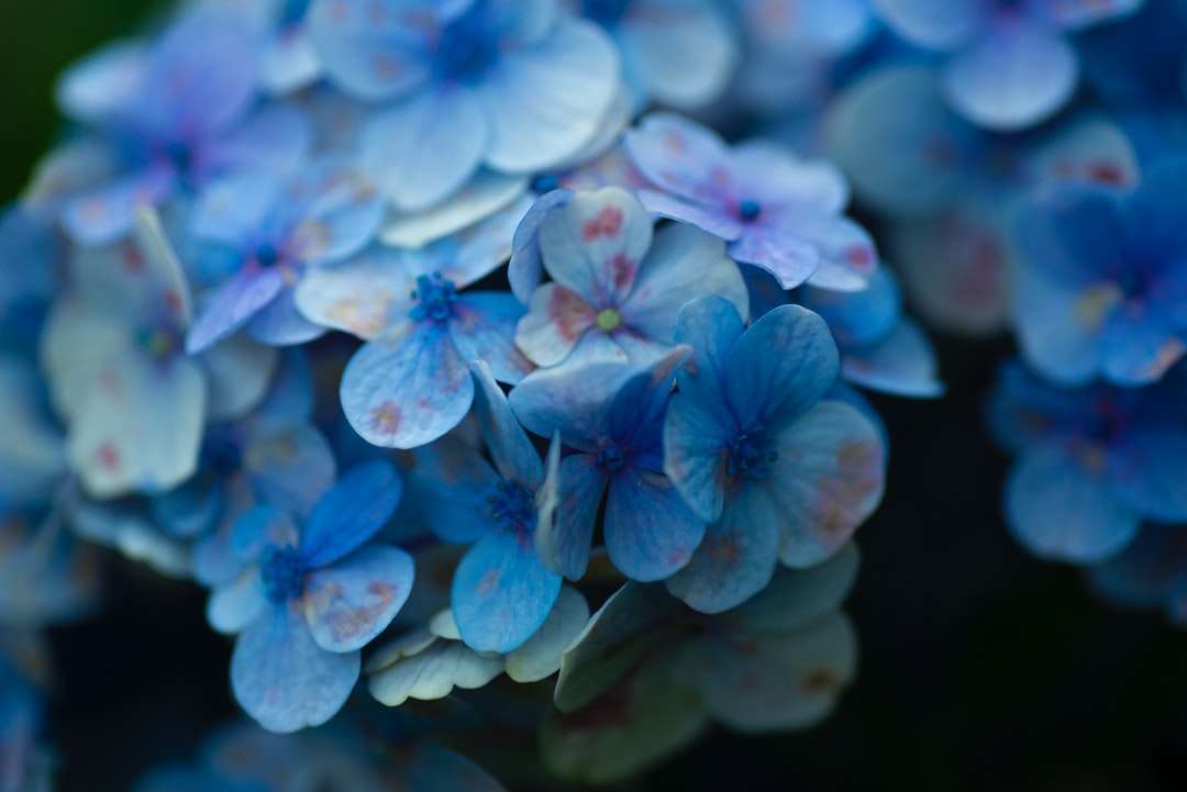 niebieski i biały kwiat w fotografii z bliska puzzle online
