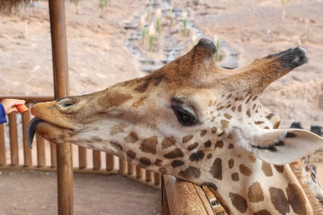 brązowa żyrafa leżąca na brązowej drewnianej podłodze puzzle online