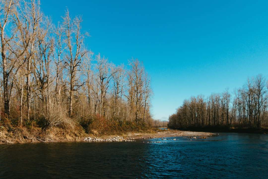 brązowe drzewa nad rzeką pod błękitnym niebem w ciągu dnia puzzle online