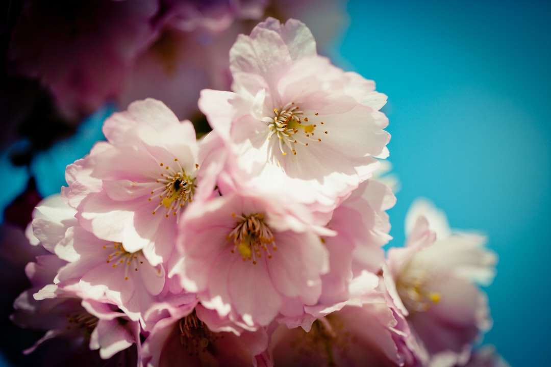 biały i fioletowy kwiat w fotografii z bliska puzzle online