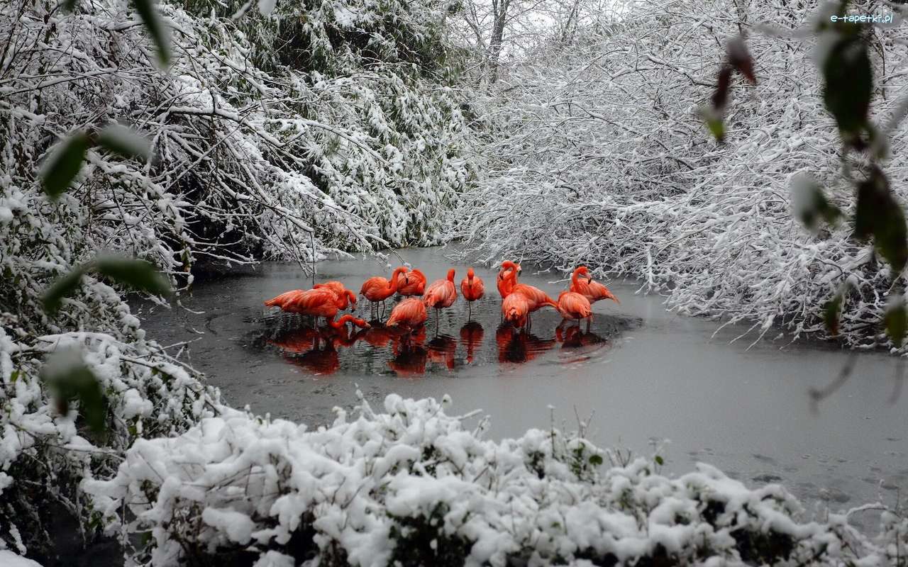 zima i flamingi puzzle online
