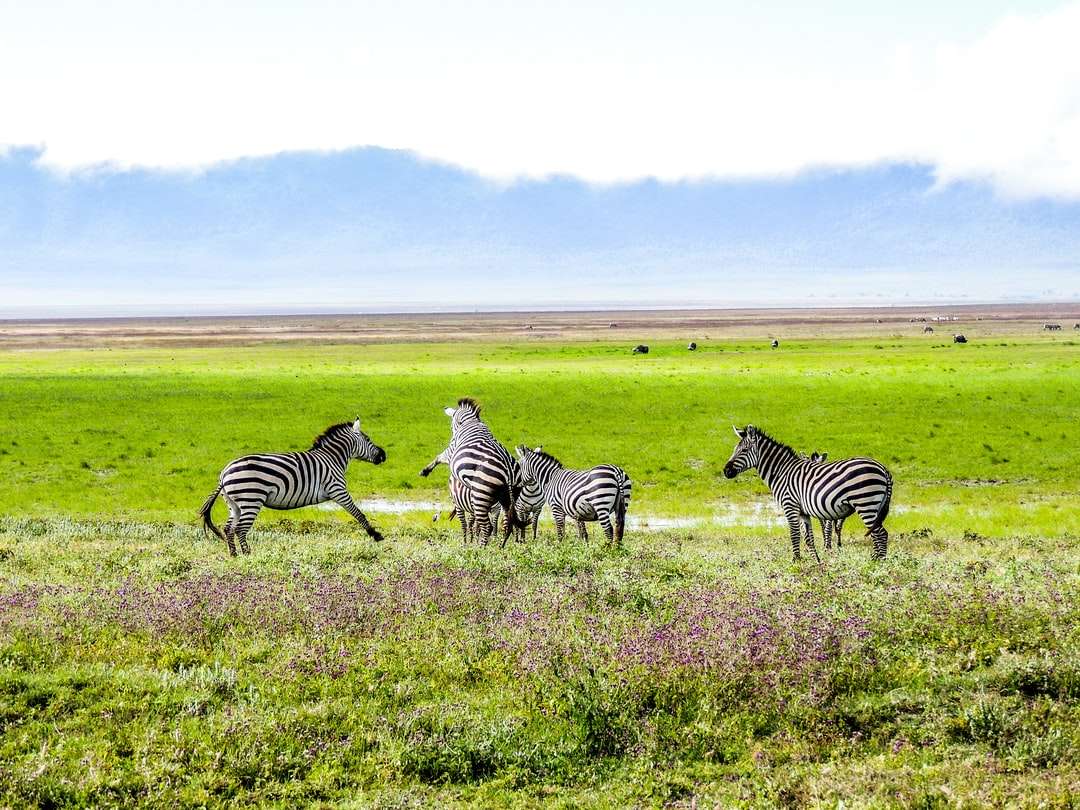 zebra på fältet för grönt gräs under dagtid pussel