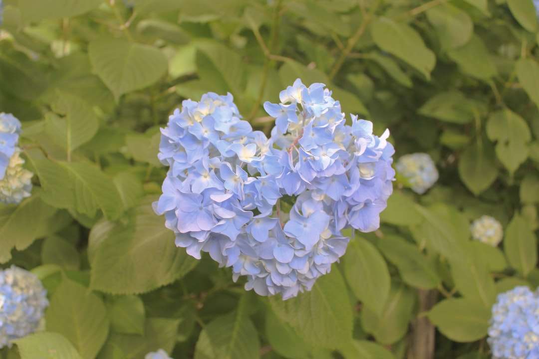 niebieski i biały kwiat w fotografii z bliska puzzle online