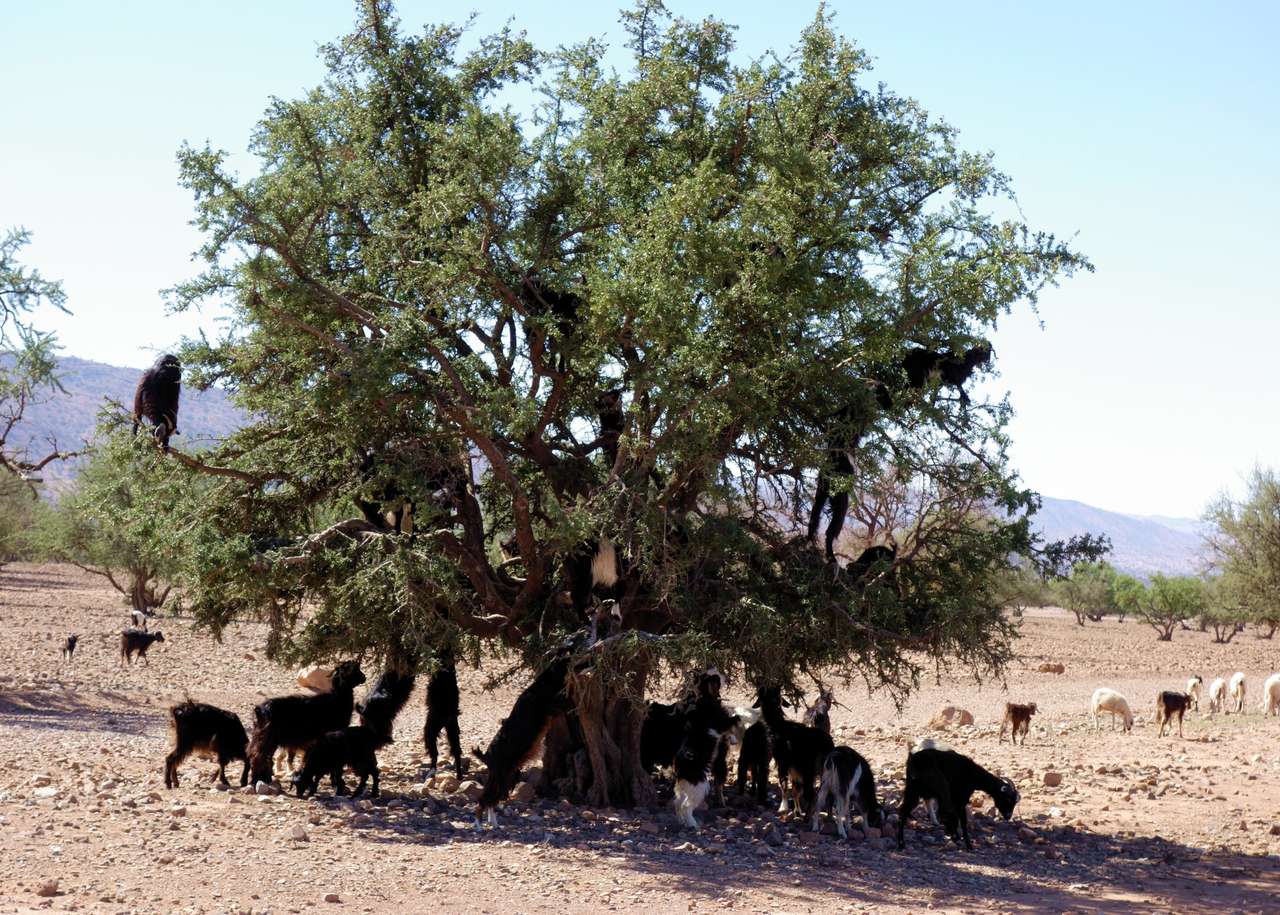 Drzewo arganowe puzzle online