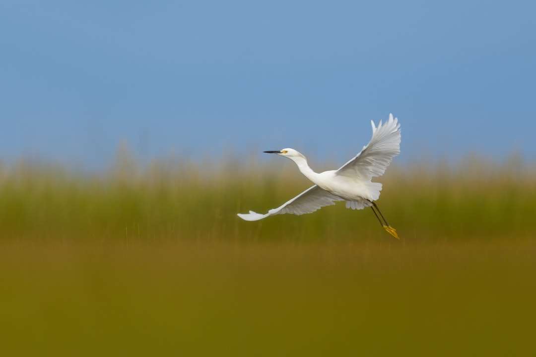 biały ptak lecący nad jeziorem w ciągu dnia puzzle online
