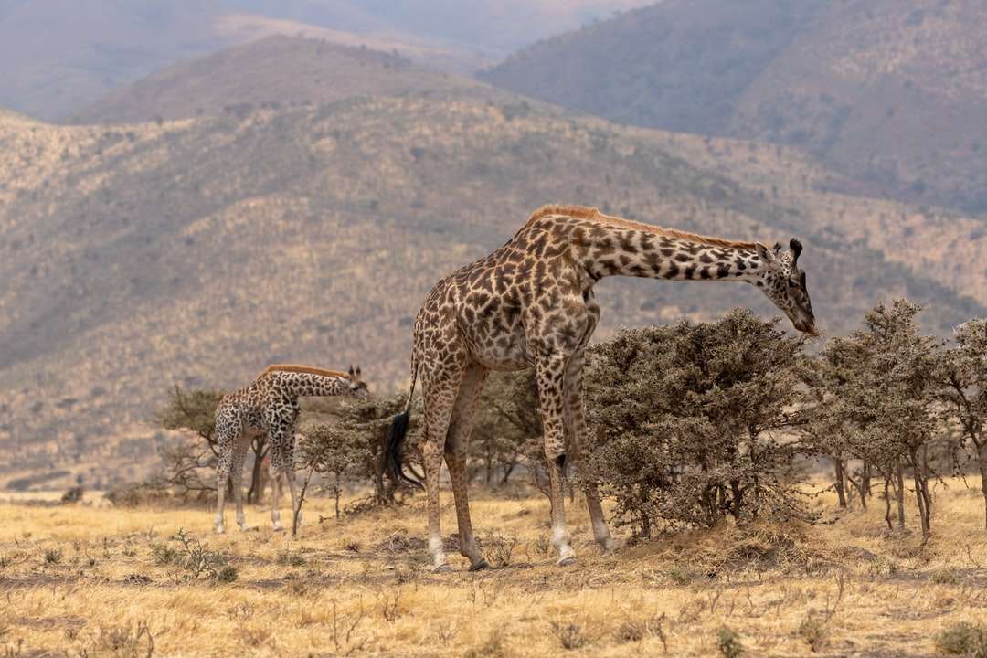 brązowy i czarny żyrafa na brązowym polu trawy w ciągu dnia puzzle online