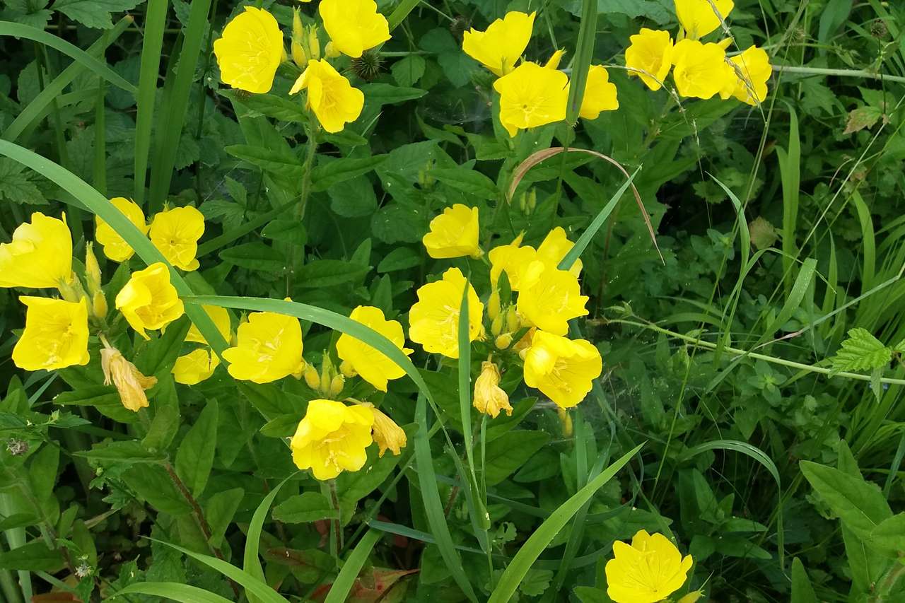 żółte kwiatki na zielonej trawie puzzle online