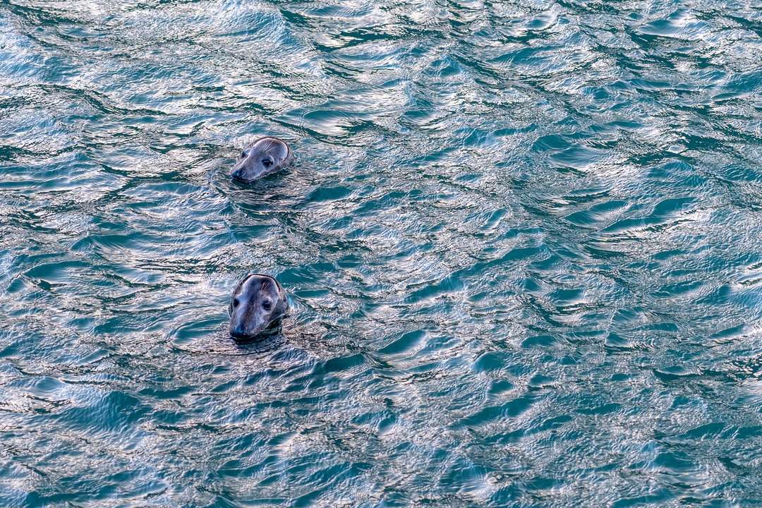 3 lwy morskie na wodzie puzzle online