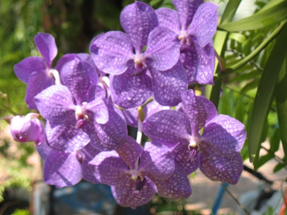 Orchidea puzzle online