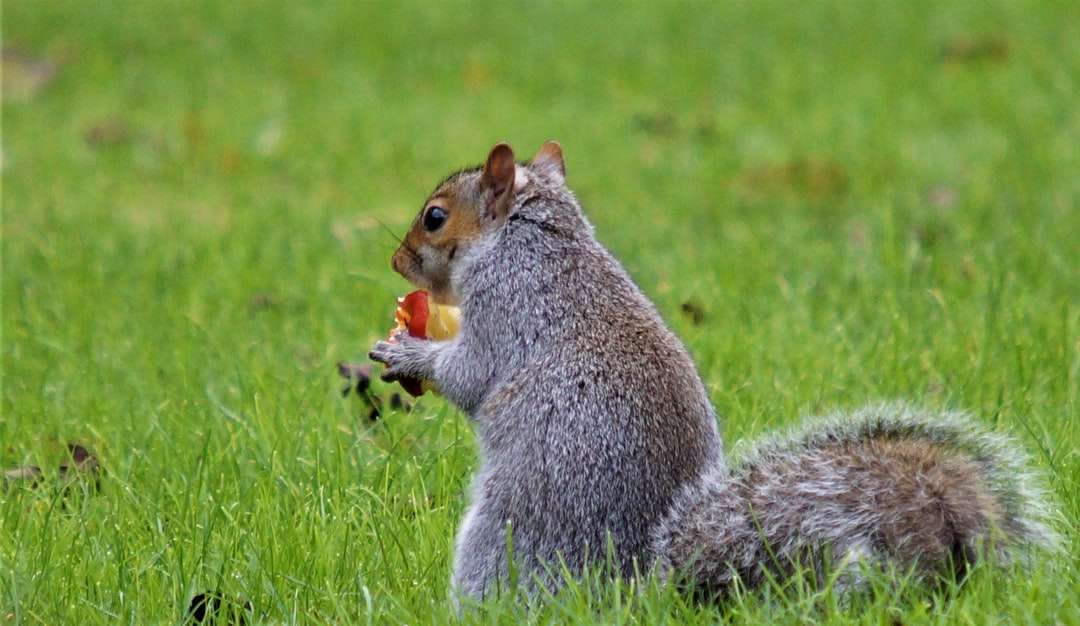 szare i brązowe wiewiórki na zielonej trawie w ciągu dnia puzzle online
