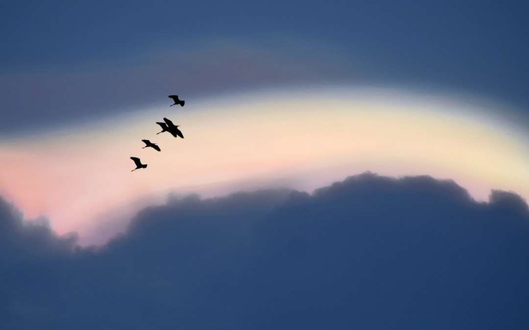 ptaki latające nad chmurami w ciągu dnia puzzle online