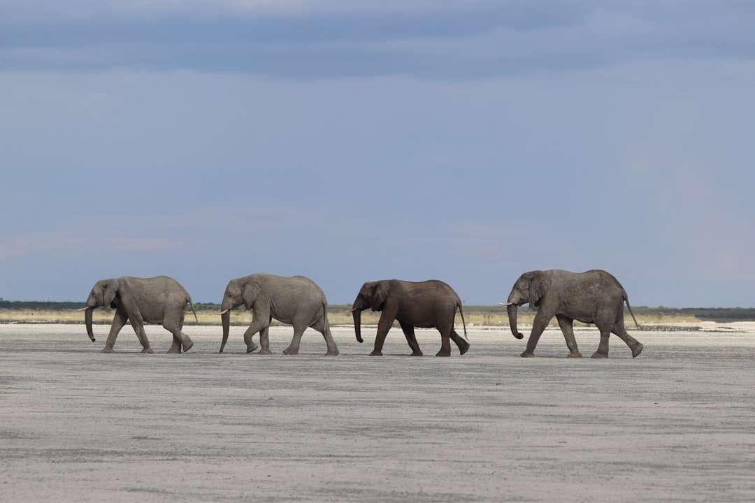grupa słonia chodzenia po polu pokryte śniegiem puzzle online