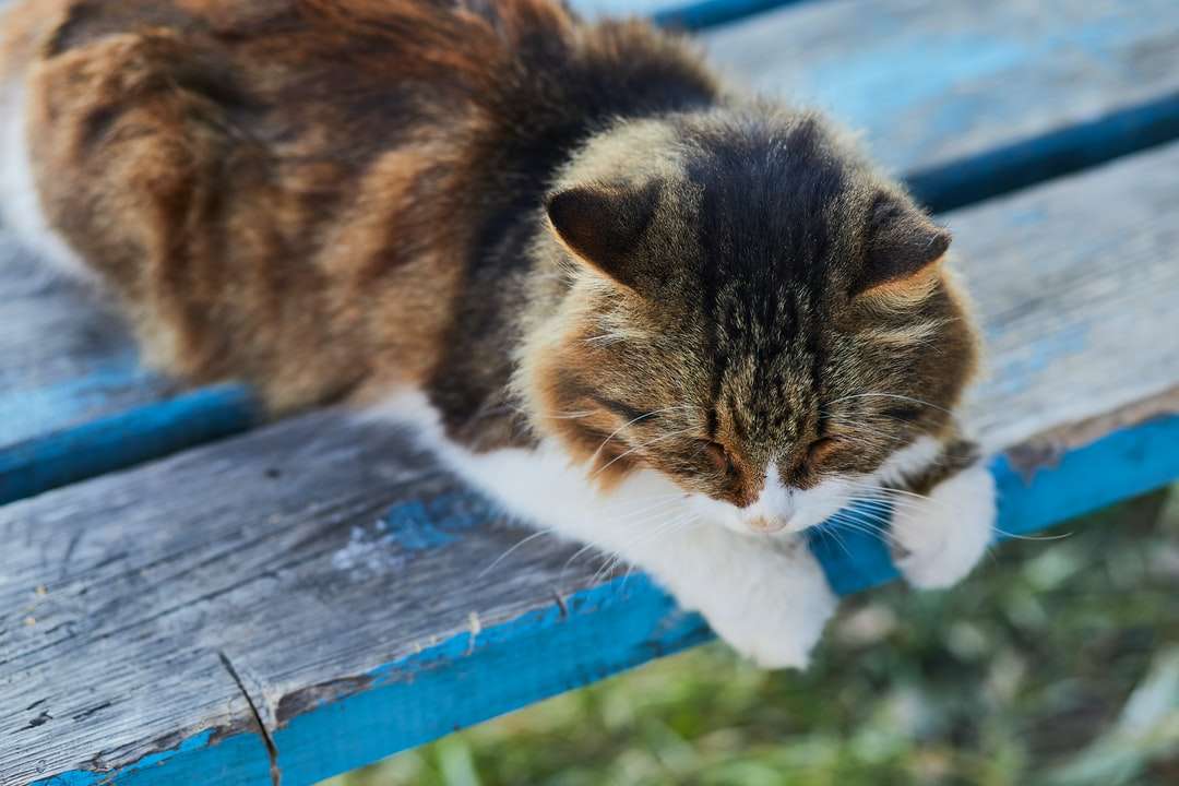 brązowy i biały kot na niebieskiej drewnianej desce puzzle online