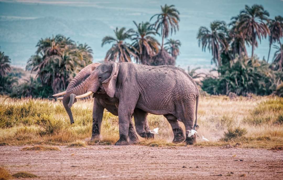 słoń chodzenie po polu brązowej trawy w ciągu dnia puzzle online