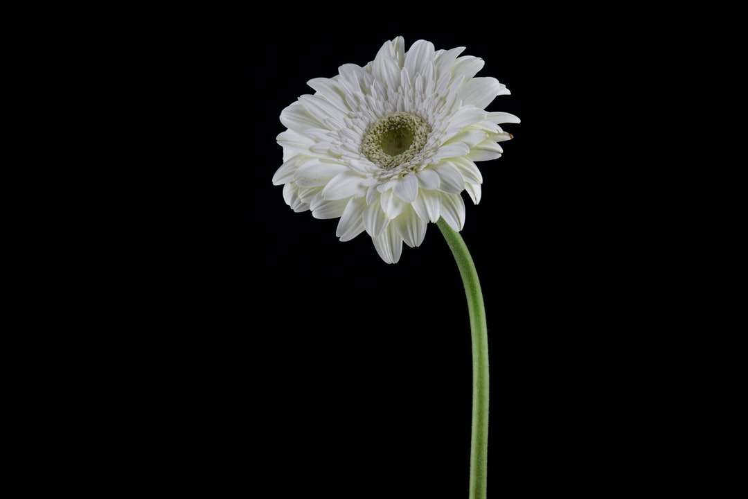 biały kwiat z zieloną łodygą puzzle online