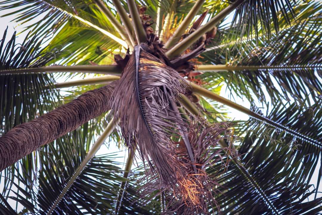 zielone palmy w ciągu dnia puzzle online