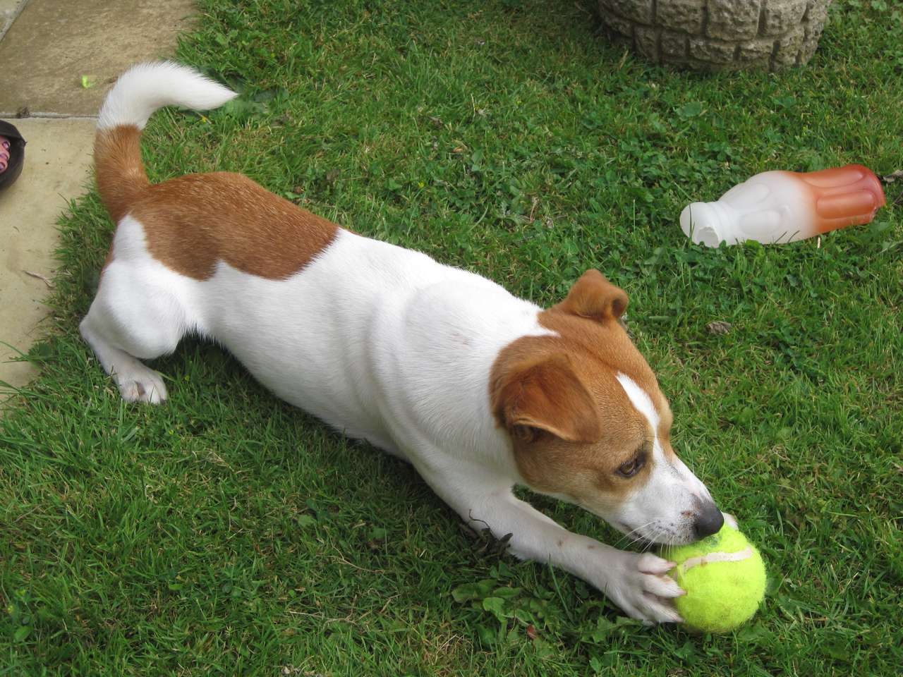 Sympatyczny Jack Russell Terrier puzzle online