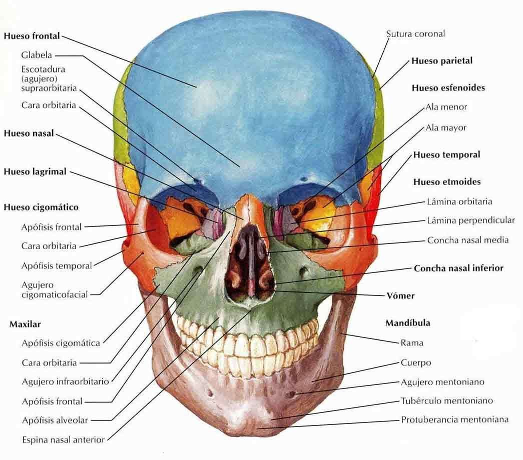 Huesos cráneo y cara con nombres - Puzzle Factory